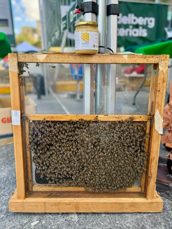 Come riportare la biodiversità nelle città? Niccolò Calandri, CEO di 3Bee, racconta il ruolo di impollinatori, verde urbano e tecnologia-4