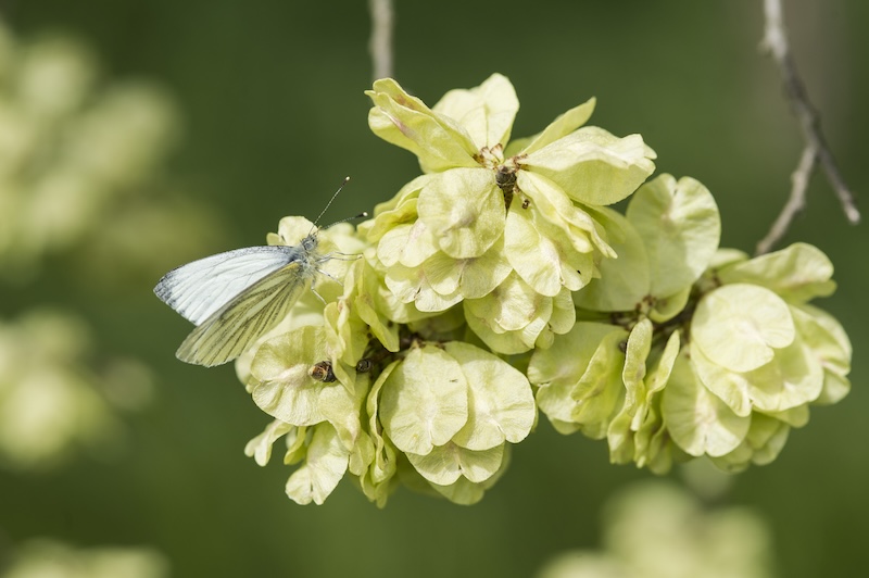 Come riportare la biodiversità nelle città? Niccolò Calandri, CEO di 3Bee, racconta il ruolo di impollinatori, verde urbano e tecnologia-5