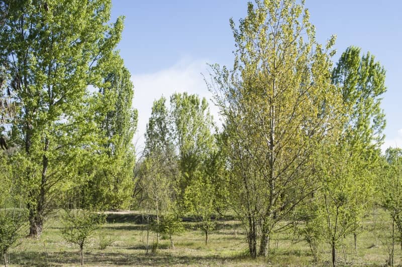 L’ex cava Italcementi di Castenedolo è ora il più grande bosco di pianura lombardo: scopri il progetto di ripristino ambientale e tutela della biodiversità-1