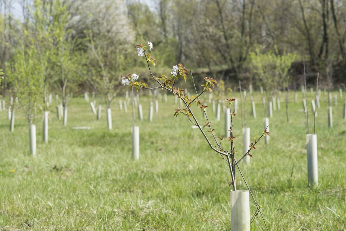 L’ex cava Italcementi di Castenedolo è ora il più grande bosco di pianura lombardo: scopri il progetto di ripristino ambientale e tutela della biodiversità-2
