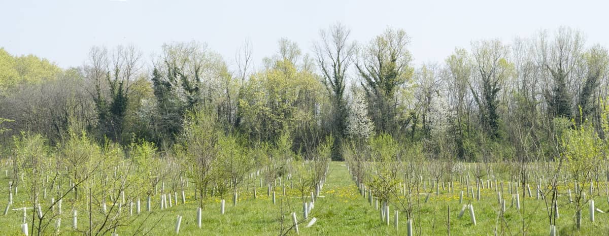 L’ex cava Italcementi di Castenedolo è ora il più grande bosco di pianura lombardo: scopri il progetto di ripristino ambientale e tutela della biodiversità-4